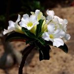 بذر گیاه آدنیوم آبسوم یا اوبسام (ADENIUM OBESUM) رز صحرایی