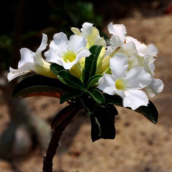 بذر گیاه آدنیوم آبسوم یا اوبسام (ADENIUM OBESUM) رز صحرایی