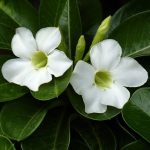 بذر گیاه آدنیوم آبسوم یا اوبسام (ADENIUM OBESUM) رز صحرایی