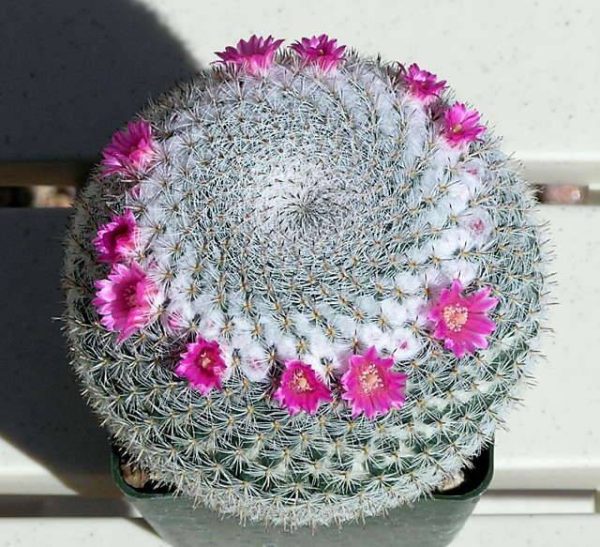 بذر کاکتوس مامیلاریا Mammillaria Hahniana (کاکتوس بانوی پیر)
