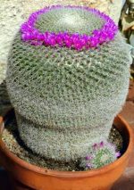 بذر کاکتوس مامیلاریا Mammillaria Hahniana (کاکتوس بانوی پیر)