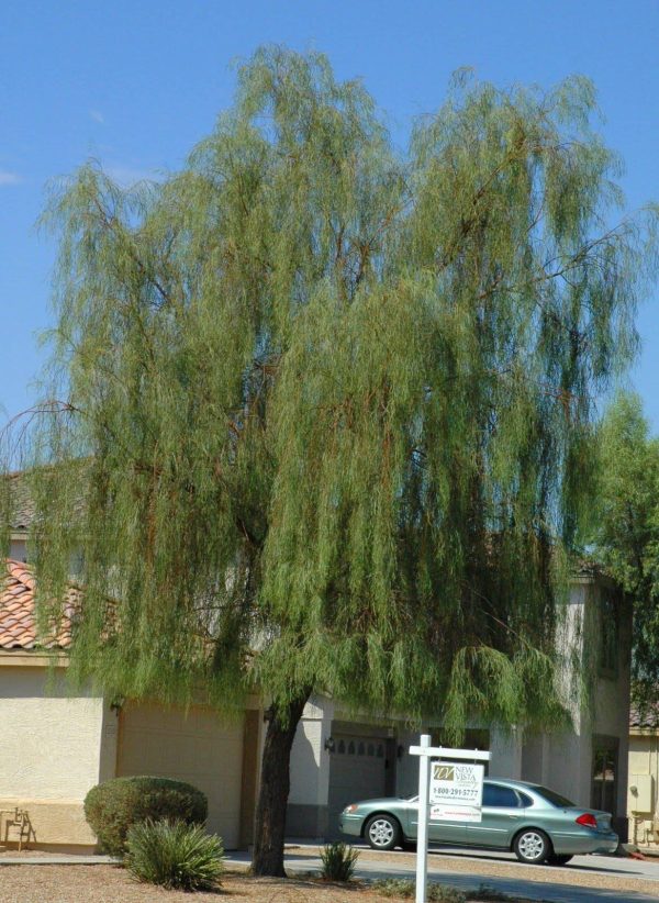 بذر درخت زیبای آکاسیای برگ بیدی یا اقاقیا بیدی  (Acacia salicina)