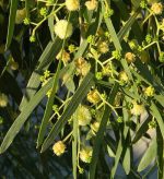 بذر درخت زیبای آکاسیای برگ بیدی یا اقاقیا بیدی  (Acacia salicina)