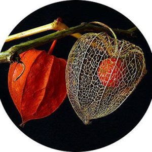 بذر گیاه عروسک پشت پرده یا میوه سمی فیسالیس قرمز (PHYSALIS ALKEKENGI)