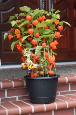 بذر گیاه عروسک پشت پرده یا میوه سمی فیسالیس قرمز (PHYSALIS ALKEKENGI)