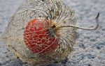 بذر گیاه عروسک پشت پرده یا میوه سمی فیسالیس قرمز (PHYSALIS ALKEKENGI)