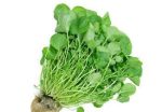 پکیج ویژه بذر سبزیجات خوردنی (8 سبزی پر خاصیت)