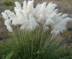 بذر علف پامپاس یا کورتادریا (Cortaderia selloana)