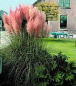بذر علف پامپاس یا کورتادریا (Cortaderia selloana)