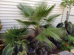 بذر نخل زینتی یا پالم بادبزنی (FAN PALM )