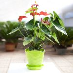 بذر گل زیبای آنتوریوم آندرانوم (گل فلامینگو)