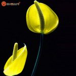 بذر گل زیبای آنتوریوم آندرانوم (گل فلامینگو)