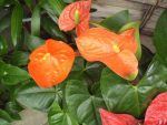 بذر گل زیبای آنتوریوم آندرانوم (گل فلامینگو)