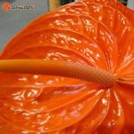 بذر گل زیبای آنتوریوم آندرانوم (گل فلامینگو)