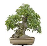 بذر درخت داغداغان  (CELTIS AUSTRALIS)