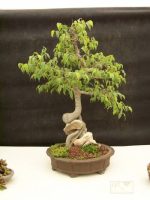 بذر درخت داغداغان  (CELTIS AUSTRALIS)