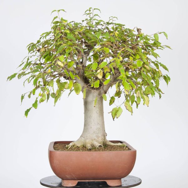 بذر درخت داغداغان  (CELTIS AUSTRALIS)