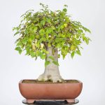 بذر درخت داغداغان  (CELTIS AUSTRALIS)