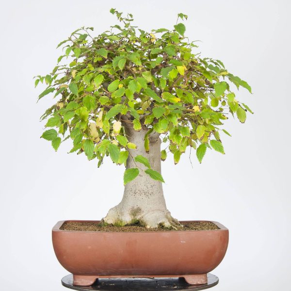 بذر درخت داغداغان  (CELTIS AUSTRALIS)