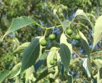 بذر درخت داغداغان  (CELTIS AUSTRALIS)