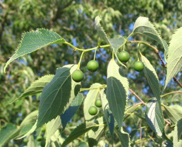 بذر درخت داغداغان  (CELTIS AUSTRALIS)