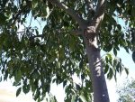 بذر درخت داغداغان  (CELTIS AUSTRALIS)