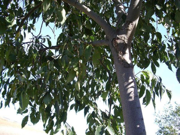 بذر درخت داغداغان  (CELTIS AUSTRALIS)