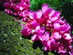بذر درخت زیبای ارغوان cercis siliquastrum