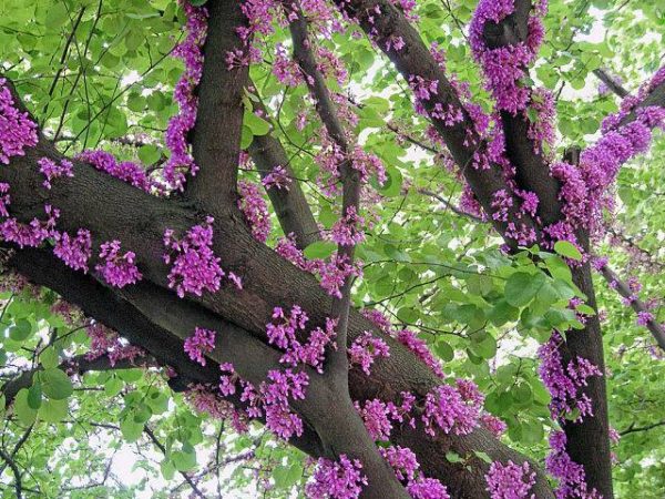 بذر درخت زیبای ارغوان cercis siliquastrum