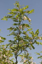 بذر درختچه زیبای Robinia viscosa bonsai (اقاقیا ویسکوسا)