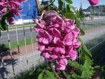 بذر درختچه زیبای Robinia viscosa bonsai (اقاقیا ویسکوسا)