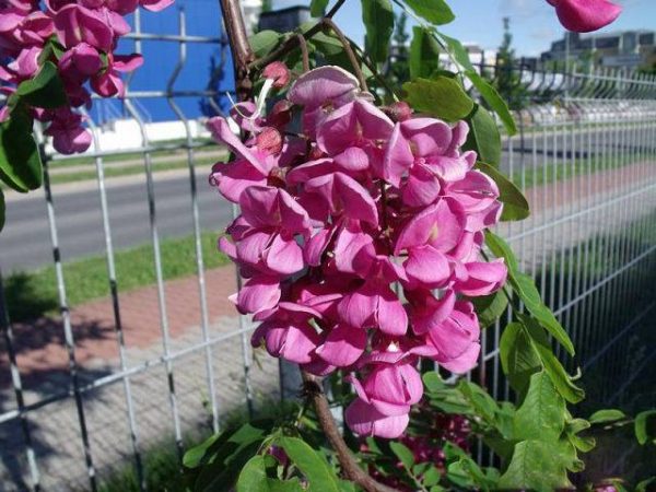 بذر درختچه زیبای Robinia viscosa bonsai (اقاقیا ویسکوسا)