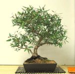 بذر درخت زیبا و پرخاصیت اکالیپتوس (Eucalyptus)