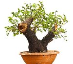 بذر درخت زیبای آلبالوی تلخ یا محلب(Cerasus Mahaleb)