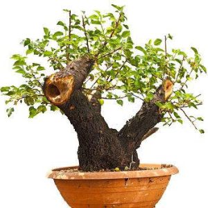 بذر درخت زیبای آلبالوی تلخ یا محلب(Cerasus Mahaleb)