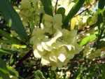 بذر درختچه بسیار زیبای ناترک ویسکوسا (Dodonaea viscosa)