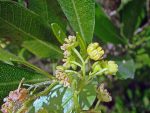 بذر درختچه بسیار زیبای ناترک ویسکوسا (Dodonaea viscosa)