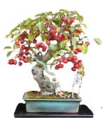 بذر درخت زیبا و کمیاب سیب وحشی ژاپنی (Malus Spectabilis)