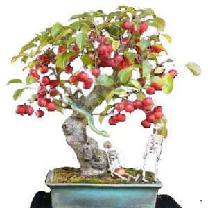 بذر درخت زیبا و کمیاب سیب وحشی ژاپنی (Malus Spectabilis)