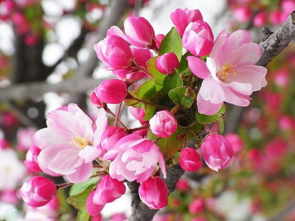 بذر درخت زیبا و کمیاب سیب وحشی ژاپنی (Malus Spectabilis)