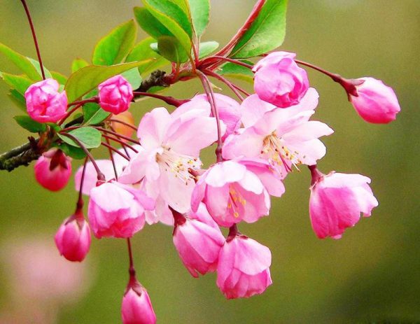 بذر درخت زیبا و کمیاب سیب وحشی ژاپنی (Malus Spectabilis)