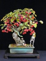 بذر درخت زیبا و کمیاب سیب وحشی ژاپنی (Malus Spectabilis)