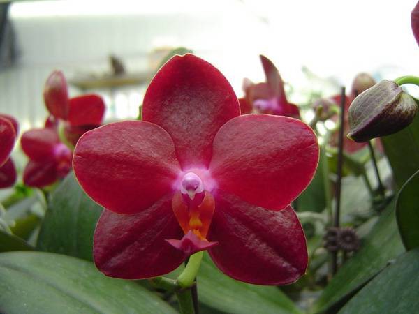 بذر گل کمیاب ارکیده شاپرکی یا فالانوپسیس (PHALAENOPSIS ORCHID)