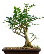 بذر درخت زیبای Fraxinus bonsai (زبان گنجشک)