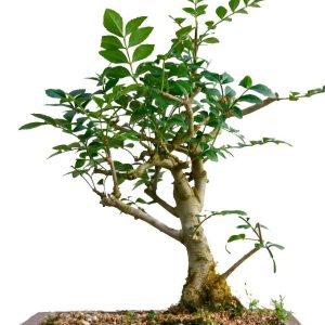 بذر درخت زیبای Fraxinus bonsai (زبان گنجشک)