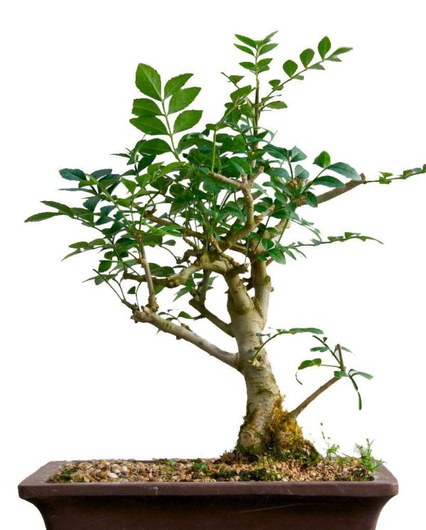 بذر درخت زیبای Fraxinus bonsai (زبان گنجشک)