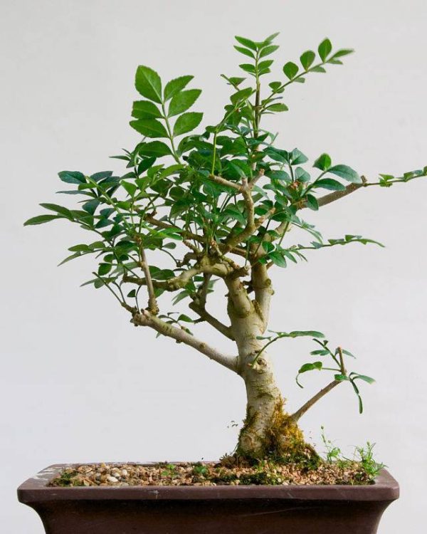 بذر درخت زیبای Fraxinus bonsai (زبان گنجشک)