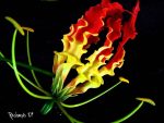 بذر گل کمیاب شعله لیلی یا سوسن شعله (gloriosa superba):