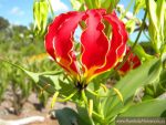بذر گل کمیاب شعله لیلی یا سوسن شعله (gloriosa superba):
