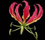 بذر گل کمیاب شعله لیلی یا سوسن شعله (gloriosa superba):